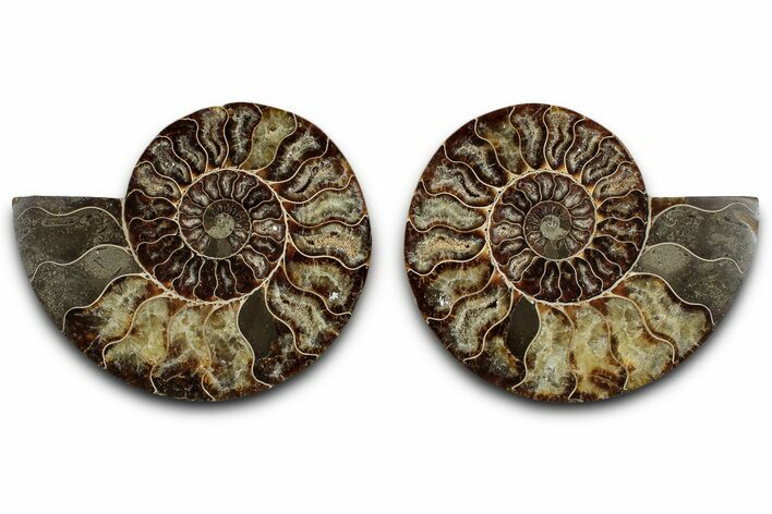Cut & Polished Crystal-Filled Ammonite Fossil - Madagascar #359547